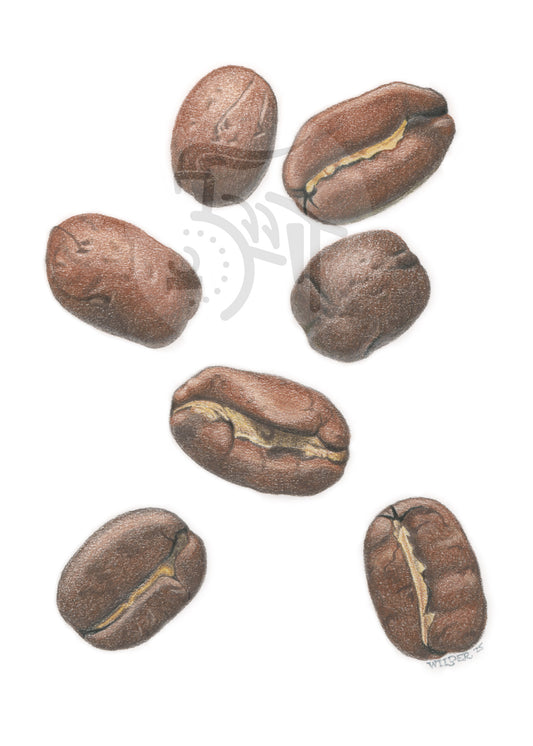 Coffee Bean Study No. 1  Print